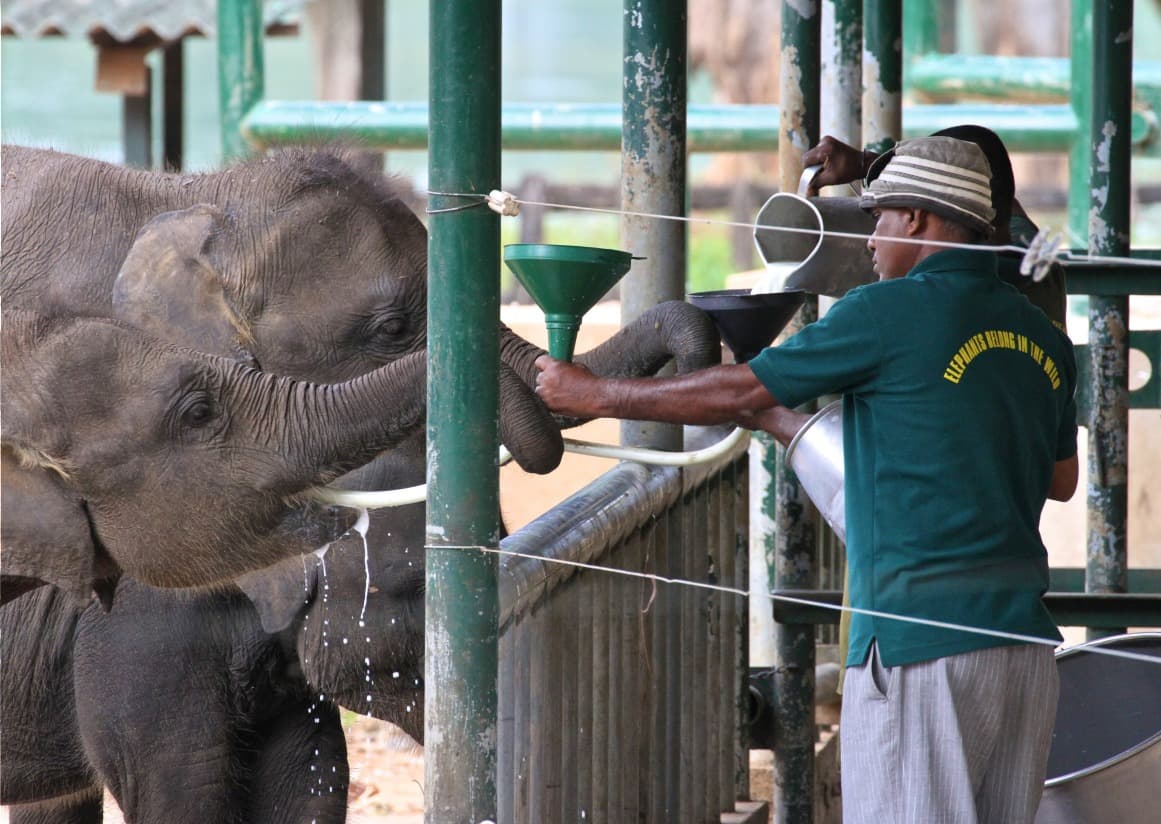 8 außergewöhnliche Aktivitäten im Sri Lanka