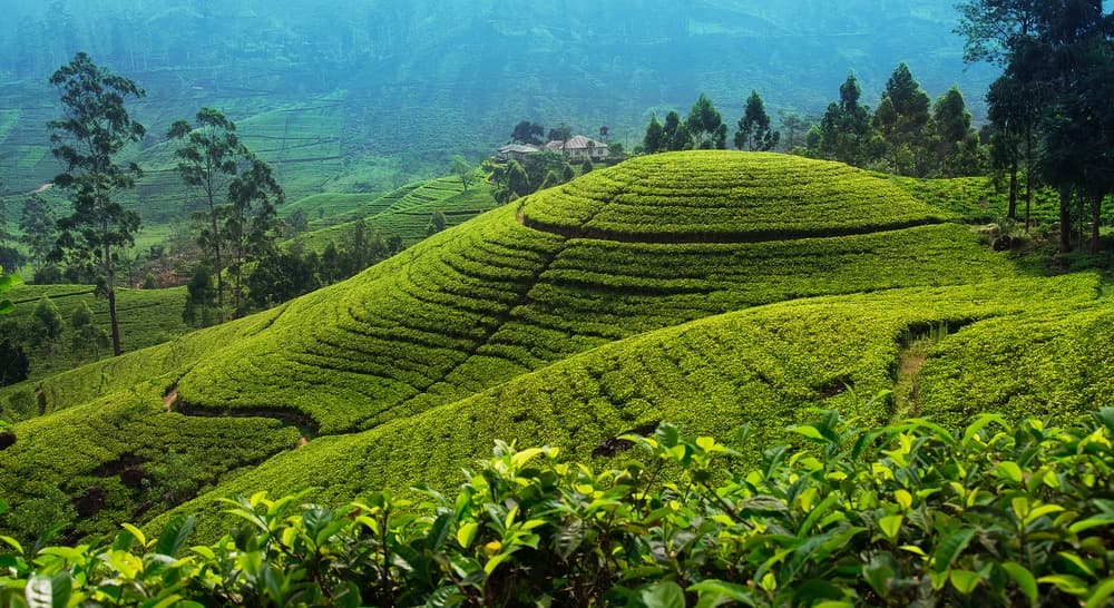 Nuwara Eliya
