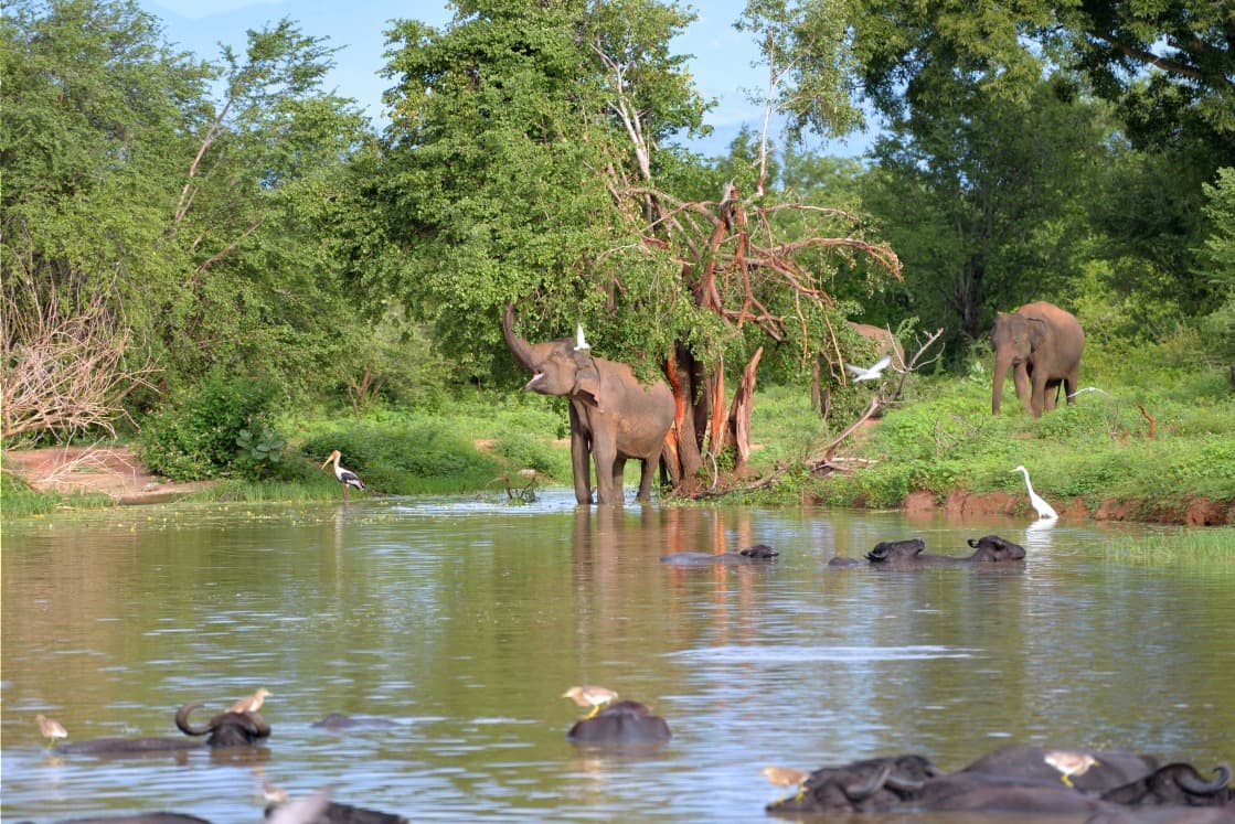 Udawalawe-Nationalpark